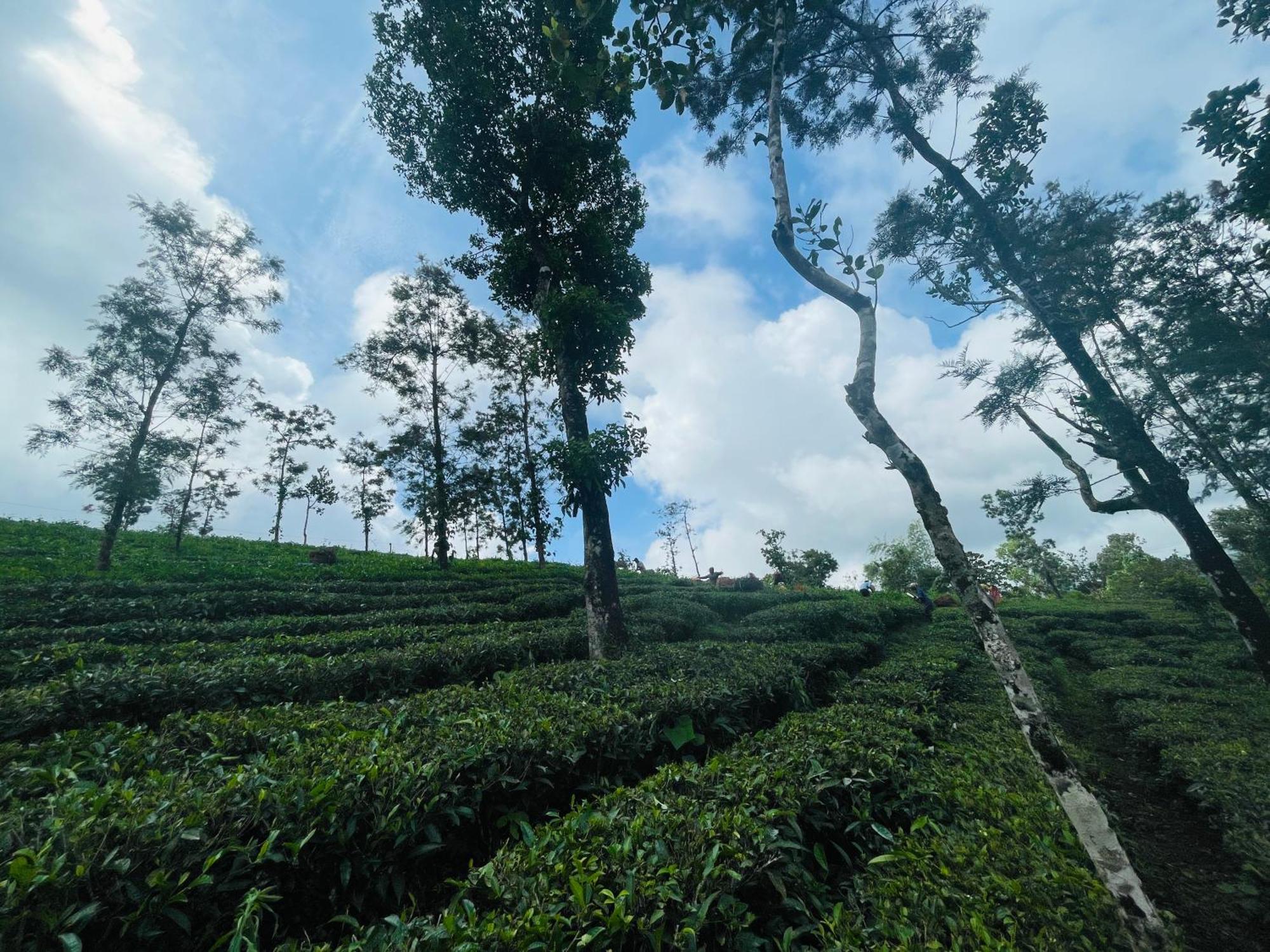 Best Mist Idukki Exterior foto
